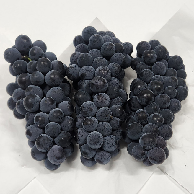2위 - 포도 캠벨포도 1kg 2kg 3kg 4kg [산지직송] 특상품 고당도캠벨포도, 1세트, 2kg 가정용(특상)