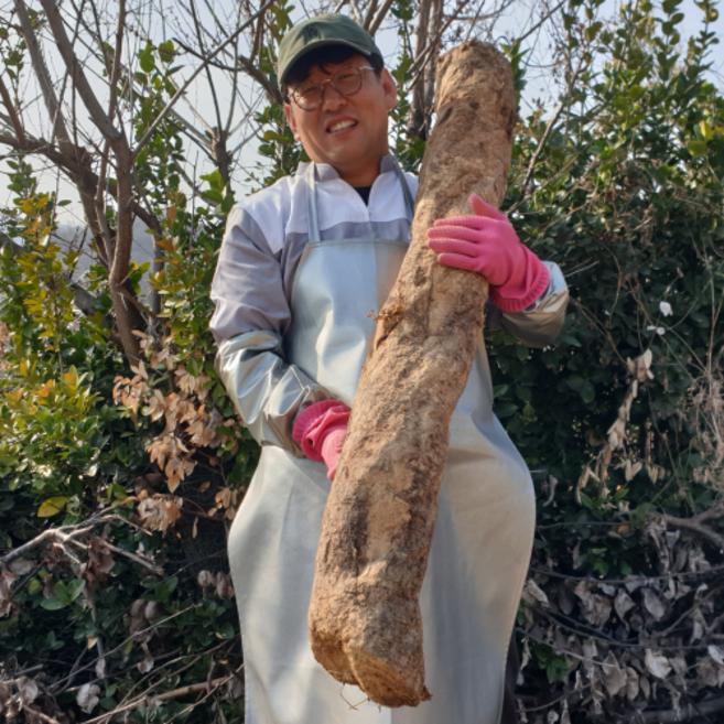 [26년 생칡 100%] 직접캔 소백산 칡즙 갱년기 생칡즙 120ml, 60개
