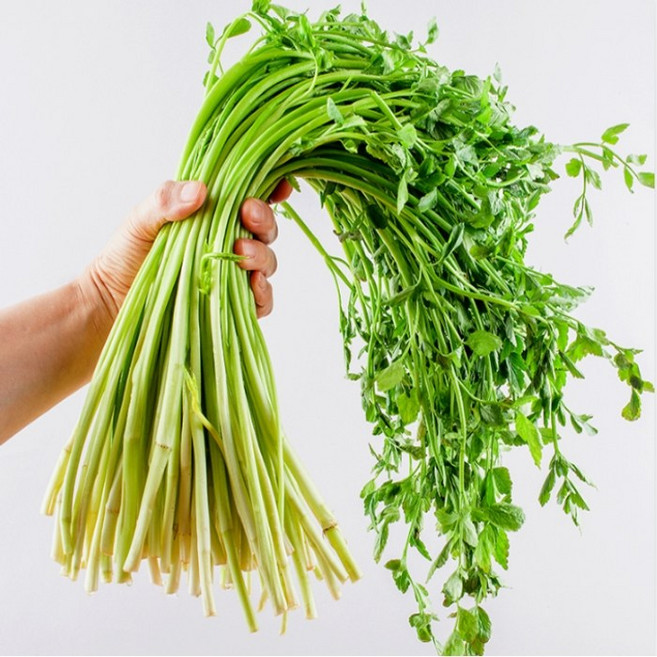 입안 가득 퍼지는 향긋한 풍미 청도 한재 미나리, 1kg, 1개