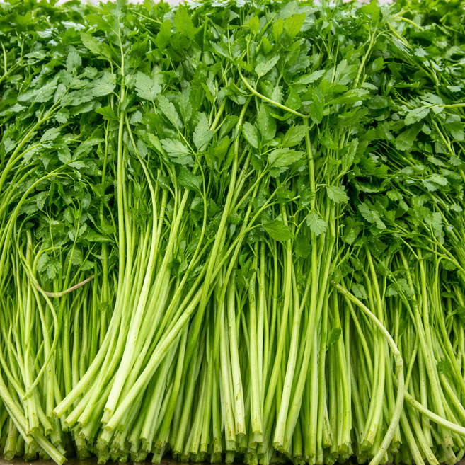 농가직송 아삭하고 향긋한 생미나리, 1개, 1kg