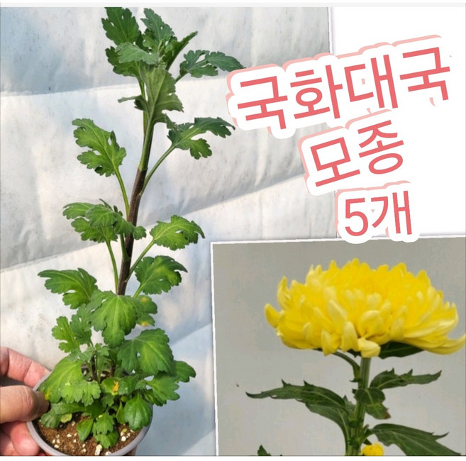 국화대국모종 노란겹꽃 5개/현재는 꽃없는 대국모종으로 출고되요, 1개