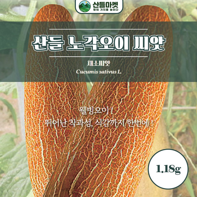 산들마켓 노각오이 씨앗 1.18g 뛰어난 착과성 오이씨 종자, 1개