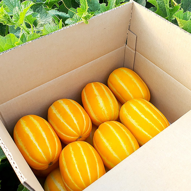 성주 칠곡 꿀 참외, 1개, 참외 랜덤과 4kg