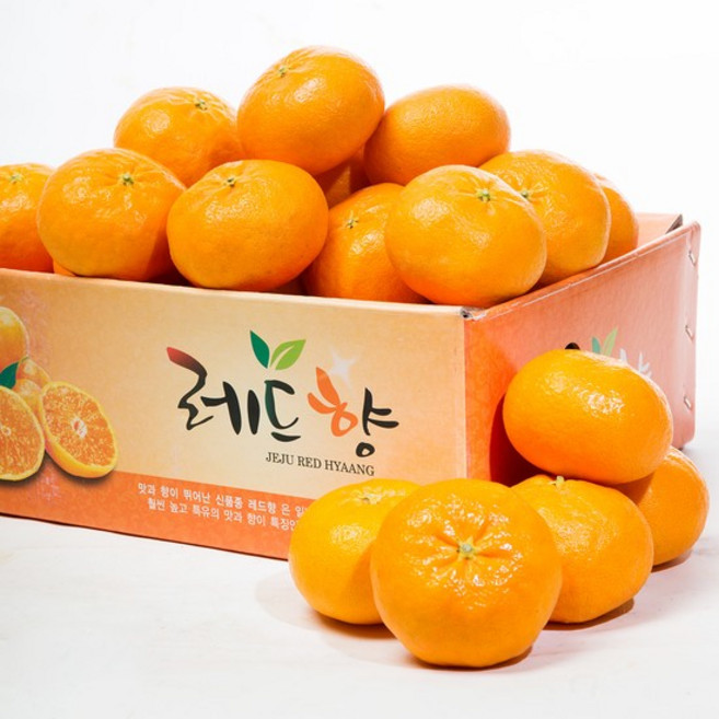 [산지직송] 제주 돌담 레드향 가정용 1kg / 2.5kg / 4.5kg, 03.레드향 가정용 1kg 대과(2-4과내), 1개