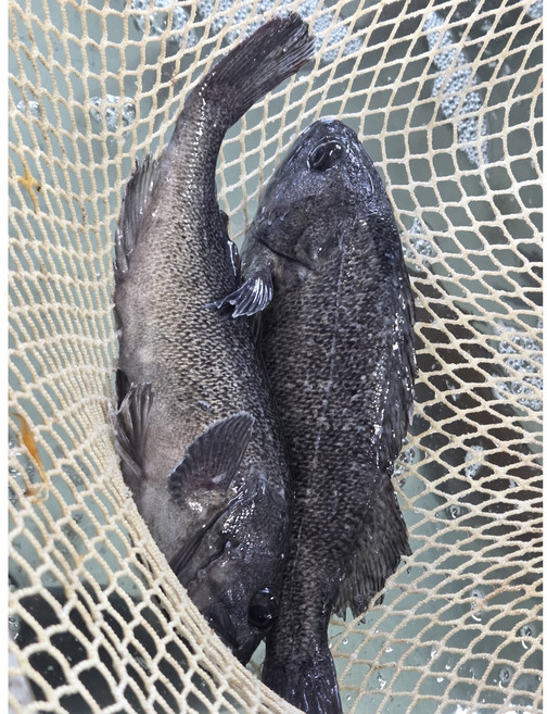 [먹깨비](산지직송] 완전손질 생물 활 우럭 350g 1마리, 1개, 우럭구이350g