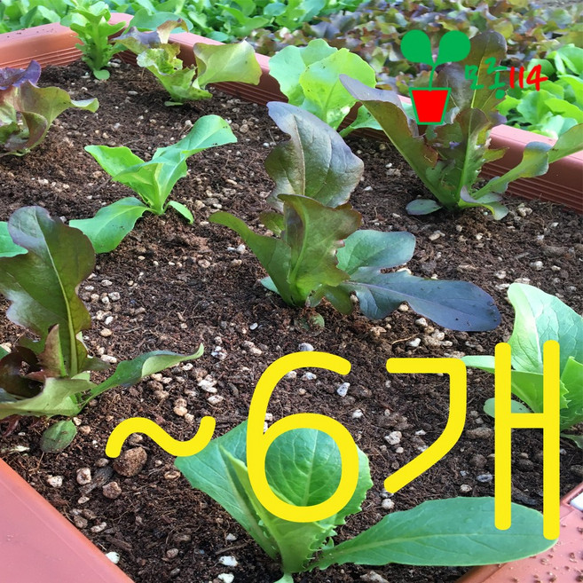 모종 ~다양한 채소 묘종 베란다 텃밭 세트 쌈채소 상추 대파 방울토마토 고추 꽃 식물 시장 114 화분 봄 여름 가을 겨울 씨앗 비료 학교 옥상 김장 무 배추 무우 딸기 키우기, (207) 대장가지 (1개), 1개