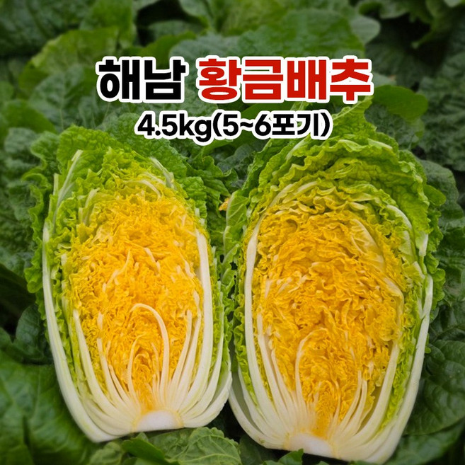 황금빛 영양가득 해남 황금배추 (5-6포기), 1개, 4.5kg
