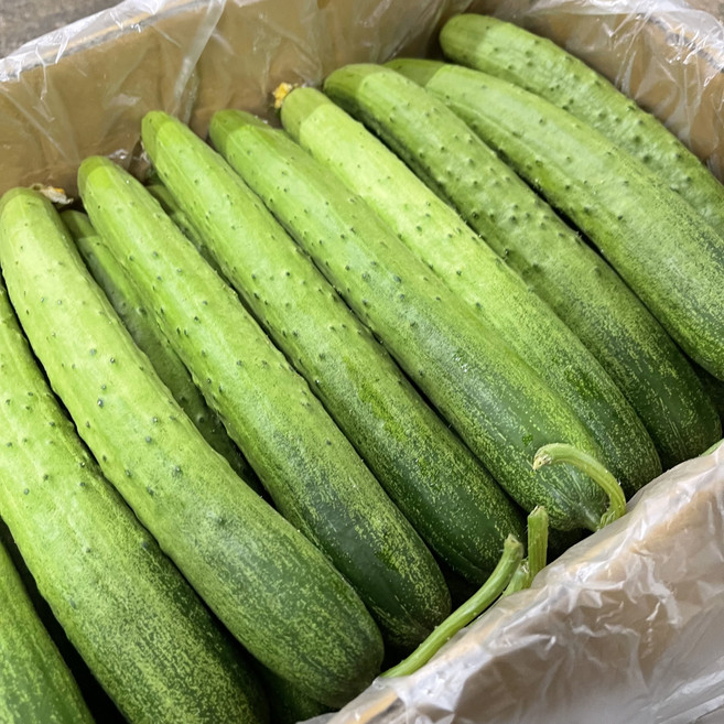 백오이 지오이 백다다기 오이 (특품), 1개, 10kg(50개내외)