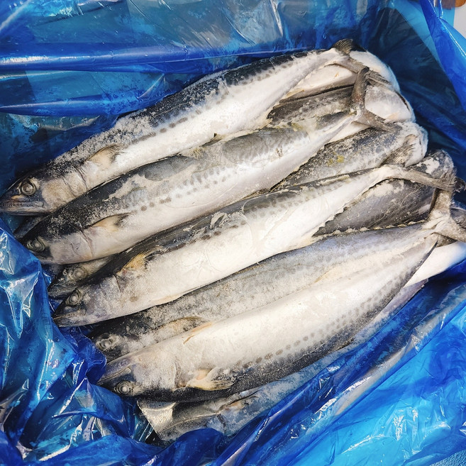 국내산 중사이즈 선동 삼치 10kg 1박스 도매/업소용 원어 냉동 통삼치 약19-20마리, 1