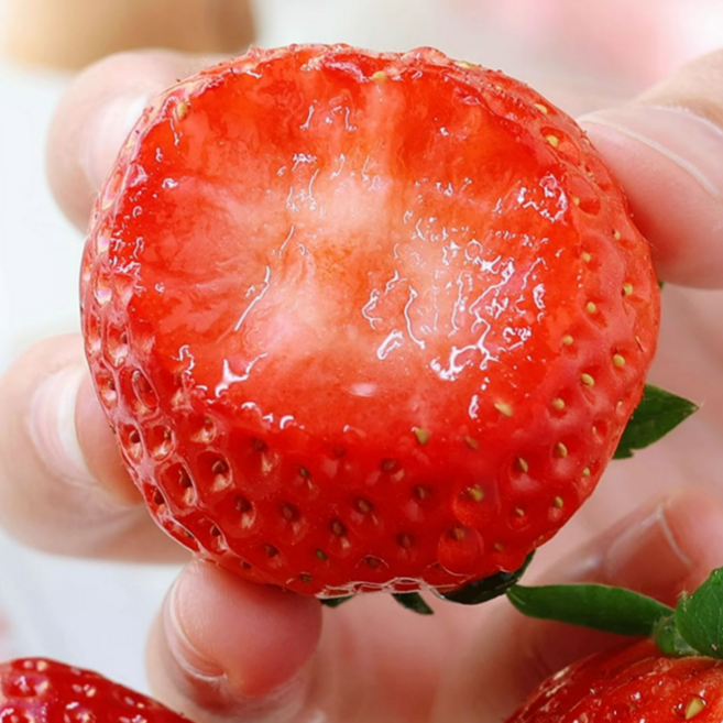 [딱100박스만] 과즙폭발 산지직송 프리미엄 킹스베리, 1박스, 350g 실속형