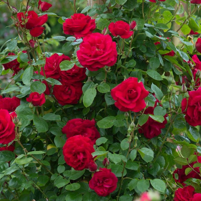 덩굴장미 묘목 넝굴장미 일반 줄장미 빨강색 장미 망포트묘, 덩굴장미 빨강, 5개