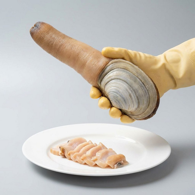 [당일출고] 활 코끼리조개 2~4미 횟감용 쫄깃한 대왕조개 신선 직배송, 1세트, 1kg