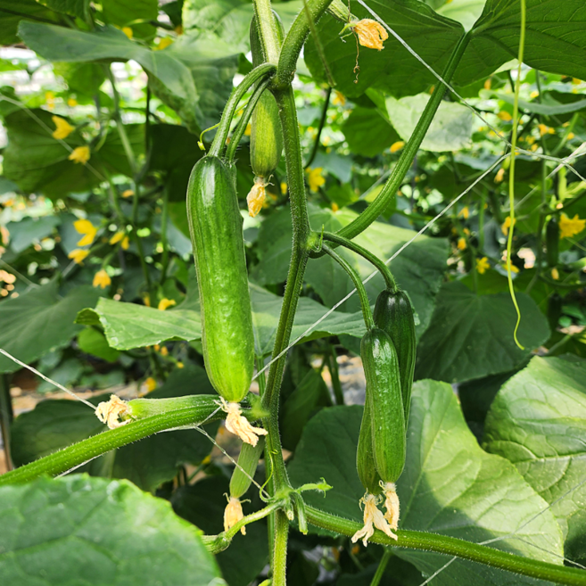 농산물마루 국내산 미니오이, 1개, 2kg