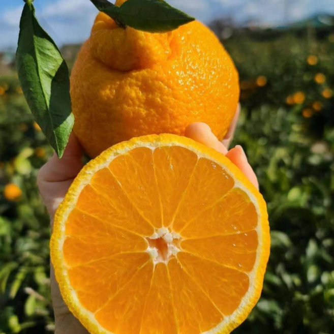 [산지직송] 제주 프리미엄 고당도 한라봉, 1박스, 한라봉 대과 10KG(30~39과)