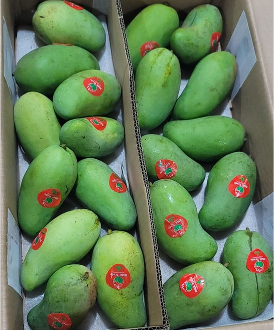 [비엠케이] 베트남 그린망고, 1박스, 5kg 내외 (베이비)
