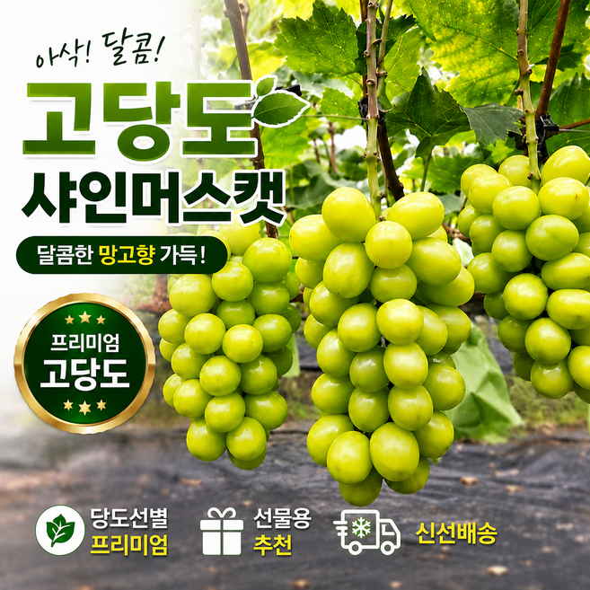 첫수확 샤인머스켓 2kg 고당도 프리미엄 망고향 선물용 일 30박스 한정, 1박스
