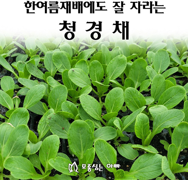 [모종심는아빠] 한여름재배에도 잘자라는 싱싱하계 청경채 모종, 모종6개, 1개