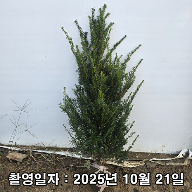 충주원예조경 / 주목나무(수벽용) / 1m(전후), 1개