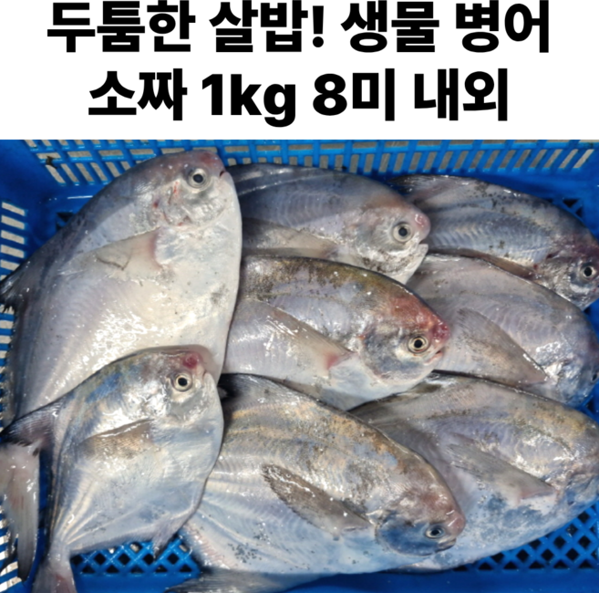 국산 손질 생물 병어 비손질 병어 구이용 병어횟감, 1박스, 비손질 병어 소 1kg (8미 내외))
