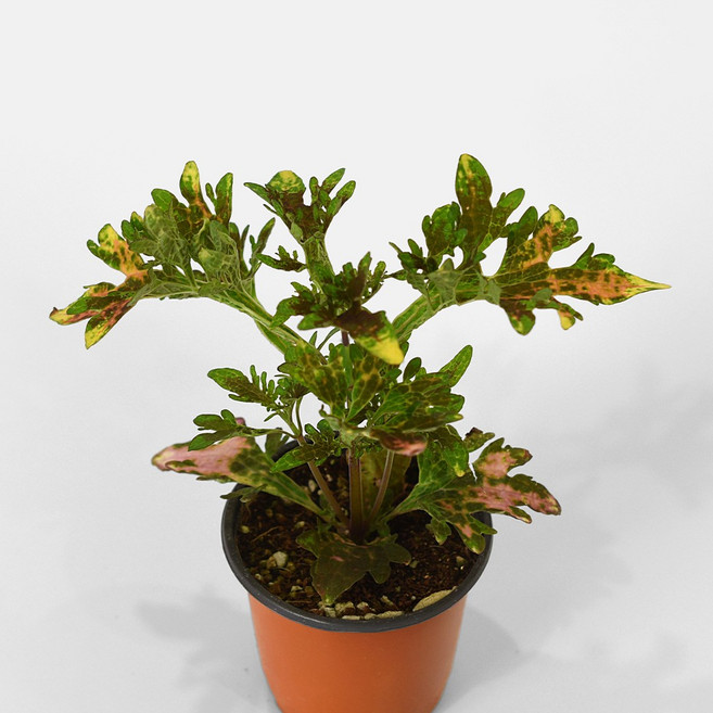 마이플랜트 콜레우스 와일드스트릭 소형 관엽식물, 3개