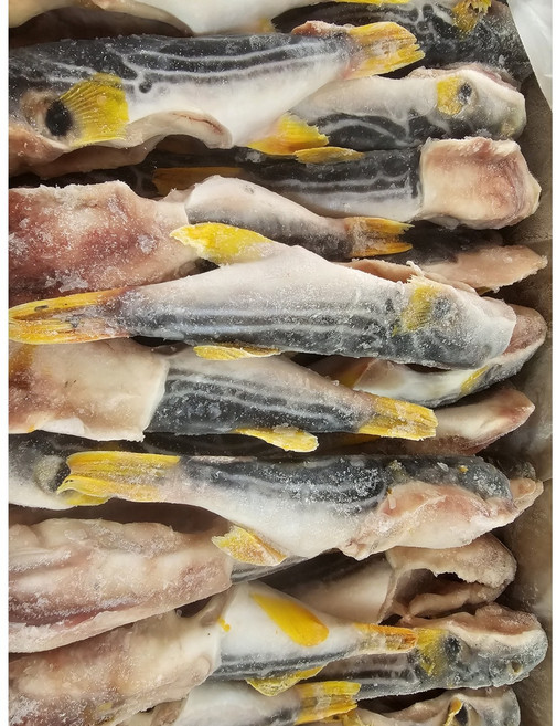 냉동 까치 복어 5kg (300-500사이즈손질 유독제거), 1박스