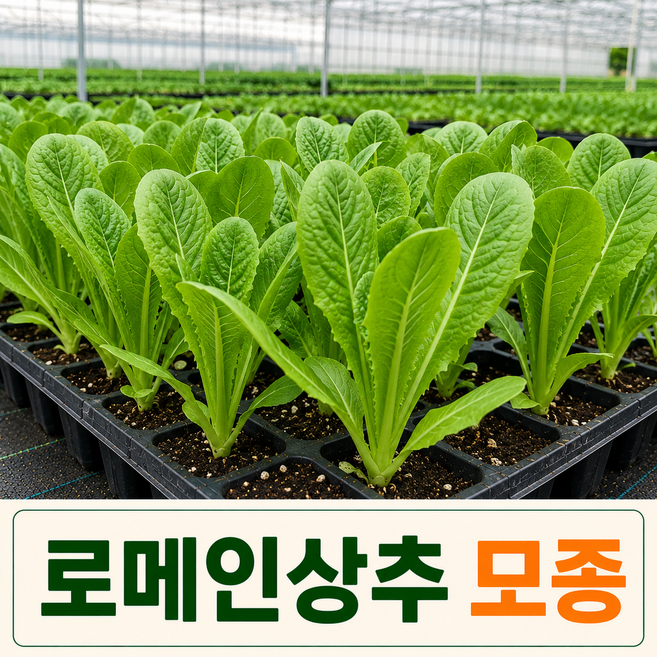 [팜톡톡 직영] 유럽 로메인상추 모종 5주 유럽상추모종 쌈채소 채소모종 텃밭 베란다 주말농장 화분재배, 5개