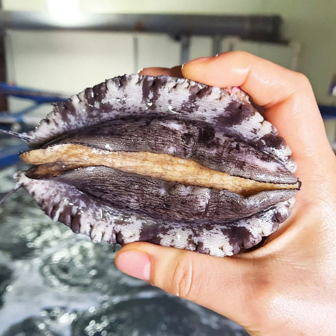 홈쇼핑 완도 산지직송 왕특대 활 전복 선물용 특전복 1.5kg 15마리, 1.5kg 16마리 (90~100g내외), 1개, 1.5kg 16마리 (90~100g내외)