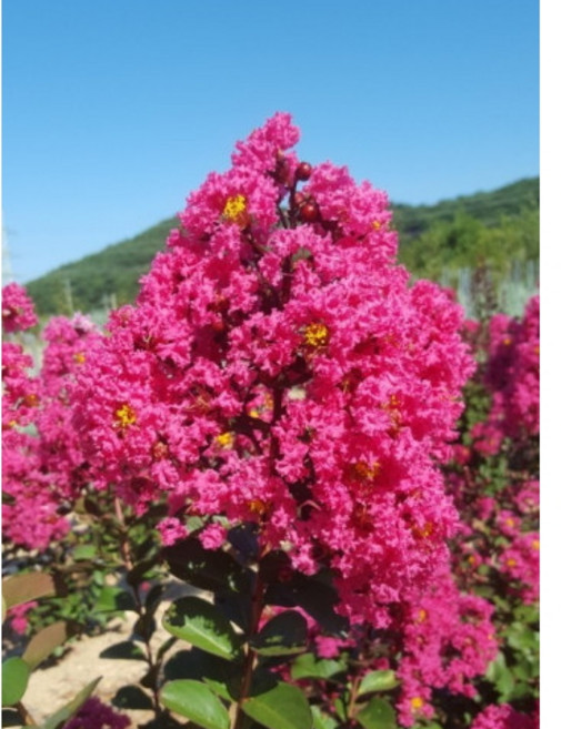 배롱나무 신품종 핑크벨루어 3년생, 1개