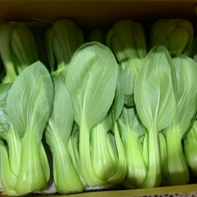[미친특가 100박스] 당일수확 아삭달큰 국내산 청경채, 1박스, 2kg
