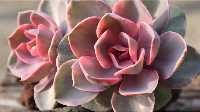 묵은 웨스트레인보우금 군생 키우기쉬운 다육식물 예쁜 금다육, 1개