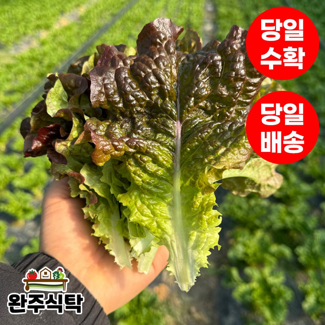 [당일수확] 국내산 적상추 농장직송 완주식탁, 2kg, 1박스