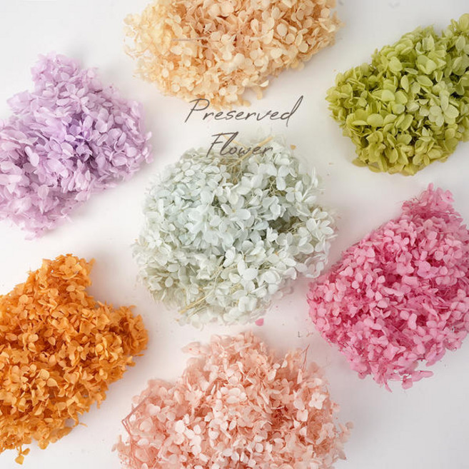 드라이 프리저브드 플라워 말린꽃 시들지 않는 꽃 프레스코21 보존화 수국, 수국_화이트핑크(5g)