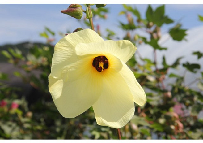 금화규씨앗 / 금화규씨 소 1/2 컵 ( 500 립 ), 1개