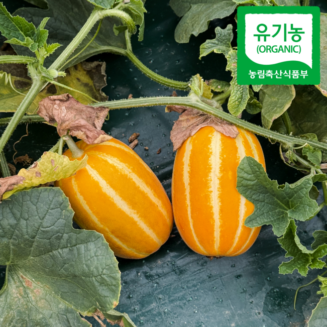 성주 유기농 햇 참외 꿀참외 농장직송, 1박스, 3kg