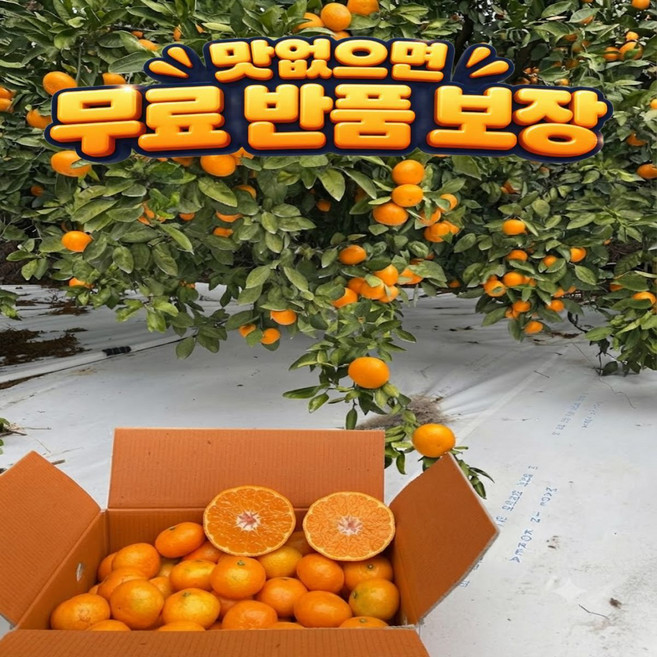 [오늘수확]얇은껍질 서귀포 고당도 감귤 타이벡감귤 QUYT, 1박스, 3kg 로얄과