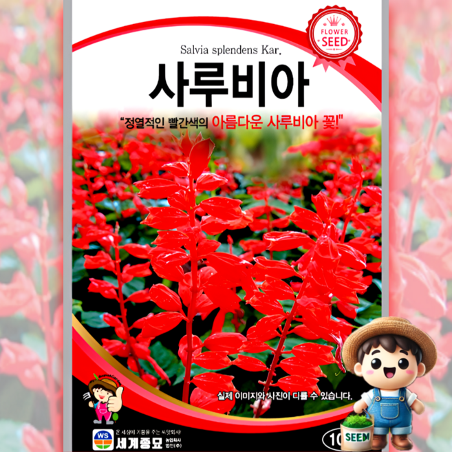 사루비아 100립 원예 관상 조경 화단 용 꽃 씨 씨앗 종자 세계종묘, 1개