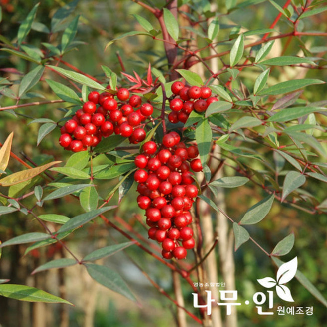 [나무인] 남천나무 5개 키1m 무배