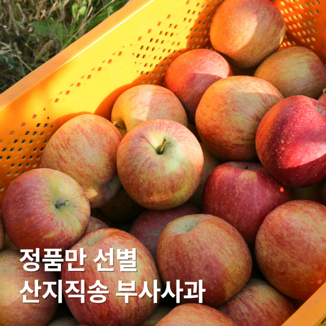 선한마켓 프리미엄 경북 부사 사과 산지직송 고당도, 1박스, 정품 중소과 부사 5kg