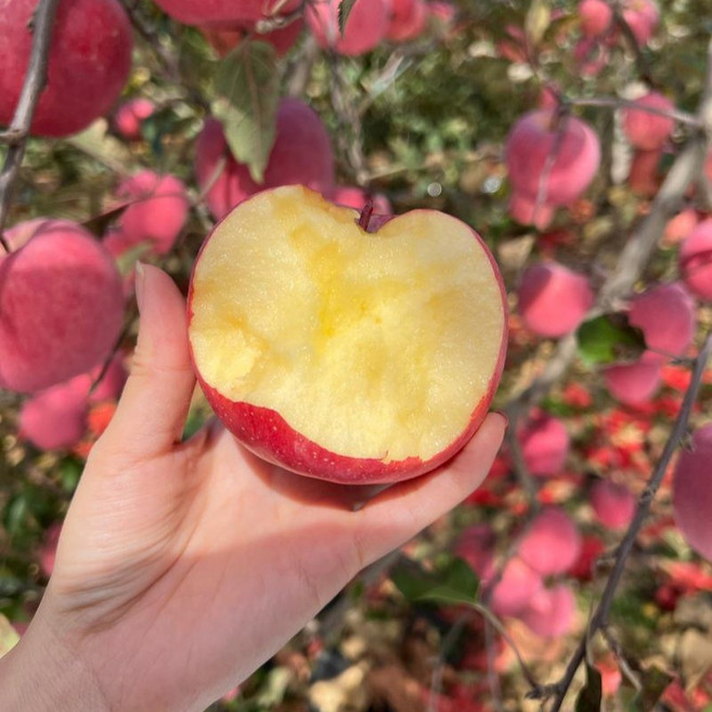 [마감세일]실속할인 수분폭발 못난이 맛보증 부사사과, 1박스, 10kg