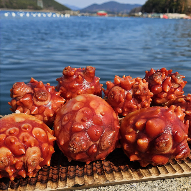 통영백년바다 산지직송 활멍게 깐멍게 손질 1kg 2kg 3kg 5kg, 1개, 깐멍게 1kg