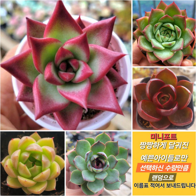 국민다육이 중복없이 발송, 4번) 4개 랜덤