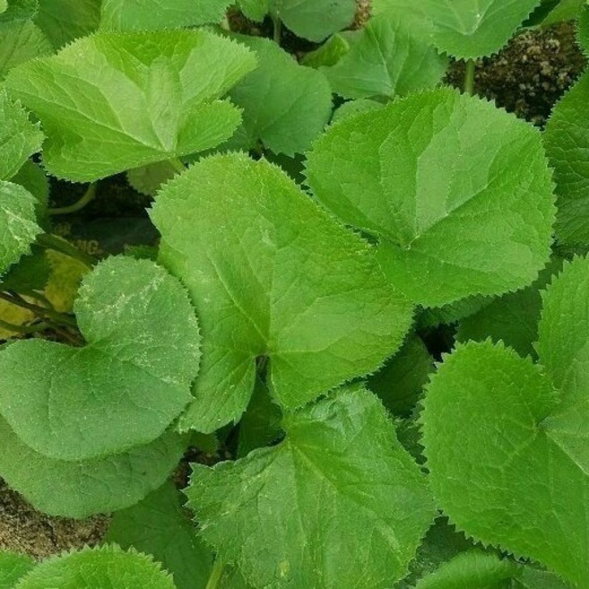 몸을 깨우는 봄 약초! 곰취, 1) 곰취 나물 400g