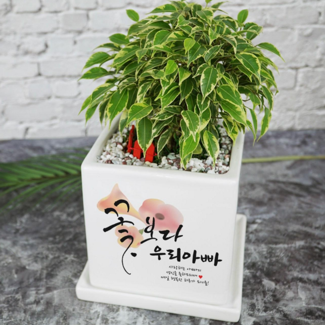 화분이야기 꽃보다 맞춤문구 중형화분 승진 개업 집들이 축하 안시리움, 칼라벤자민, 1개