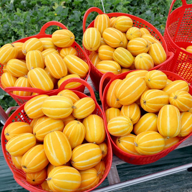 허니유통 농민직접 성주참외, 1박스, 10kg(랜덤)