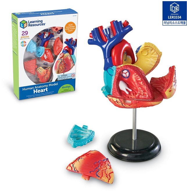 (러닝리소스)LER3334 해부 모델 모형 심장, 본상품색상선택, 단품