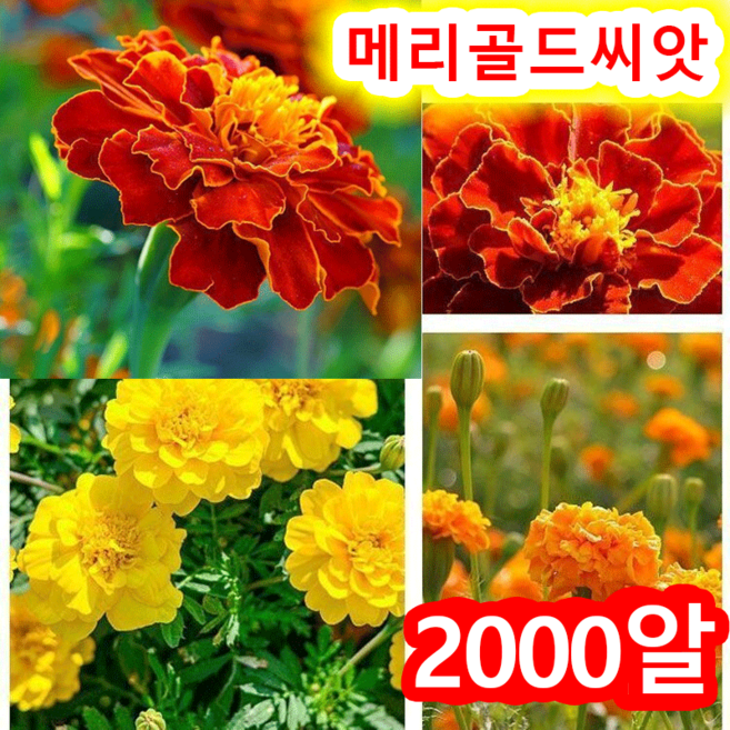 메리골드씨 꽃씨 식용꽃씨앗모음, 2000개