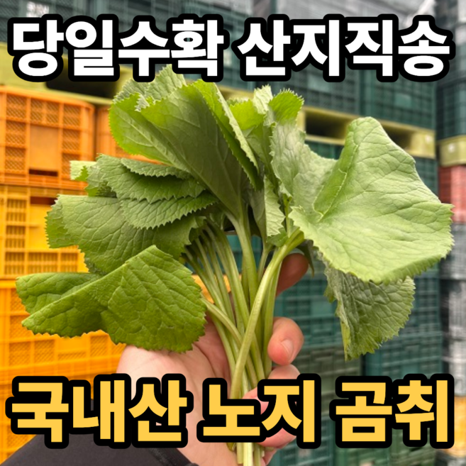 [산지직송] 국내산 노지 곰취 나물, 1박스, 500g