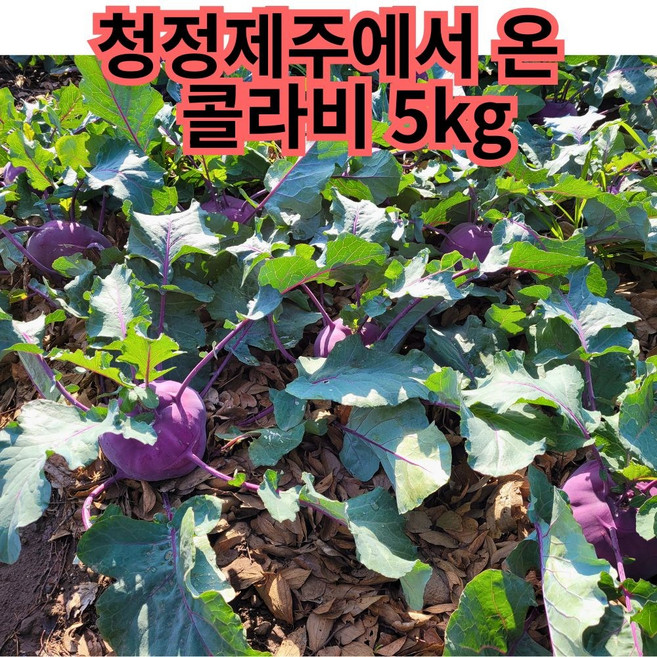 [제주명품] 다이어트 제주산 아삭이 콜라비5kg, 1박스, 5kg