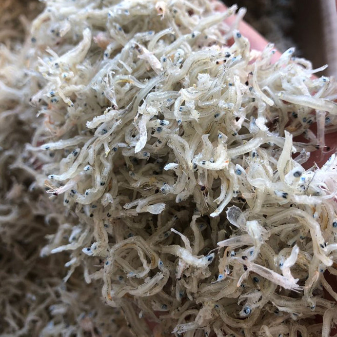 신건호멸치 볶음용 햇 지리멸치(특품) / 잔멸치 볶음멸치 세멸치, 1박스, 1.5KG