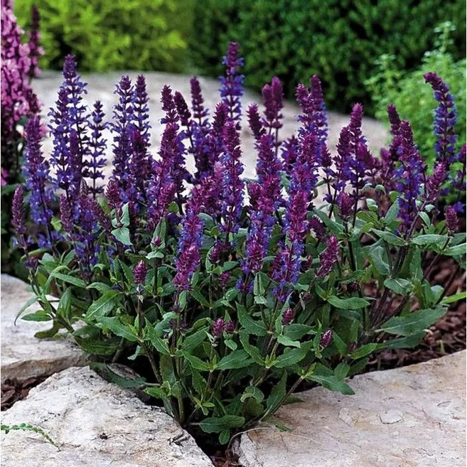 다년초사랑농원 숙근 사루비아 뉴디멘션 블루 (2포트묶음) [셀비아 노지월동 다년초 다년생 야생화 꽃모종 여름꽃], 2개